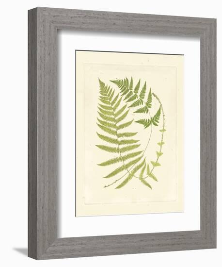 Ferns with Platemark V-null-Framed Art Print