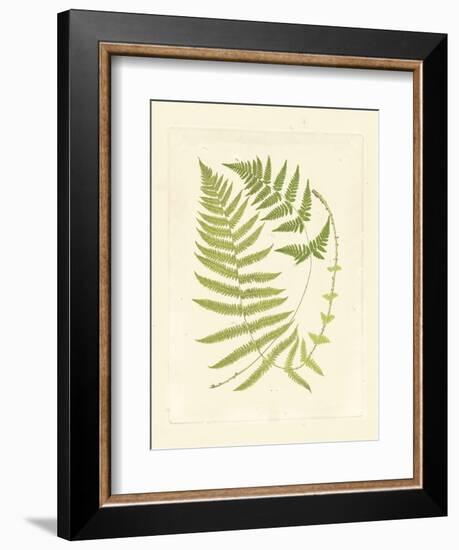 Ferns with Platemark V-null-Framed Art Print