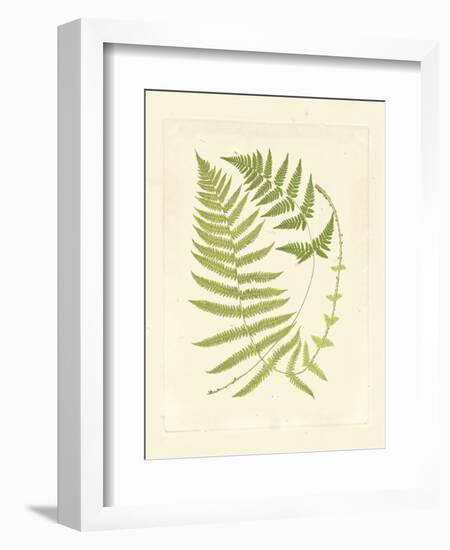 Ferns with Platemark V-null-Framed Art Print