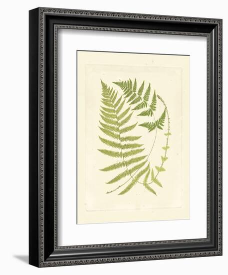 Ferns with Platemark V-null-Framed Art Print