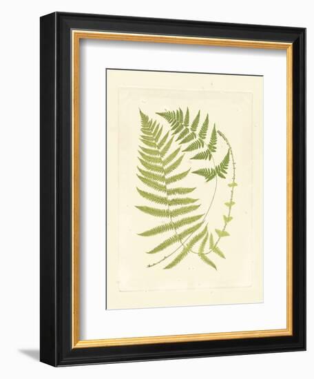 Ferns with Platemark V--Framed Art Print