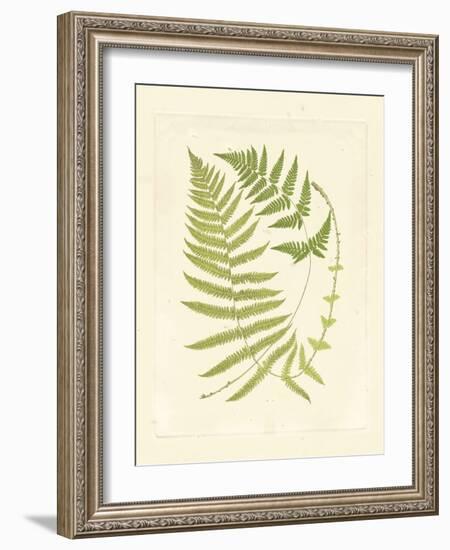 Ferns with Platemark V-null-Framed Art Print