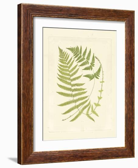 Ferns with Platemark V-null-Framed Art Print