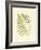 Ferns with Platemark V-null-Framed Art Print