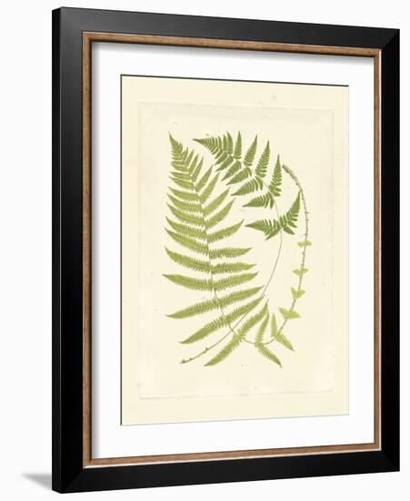 Ferns with Platemark V-null-Framed Art Print