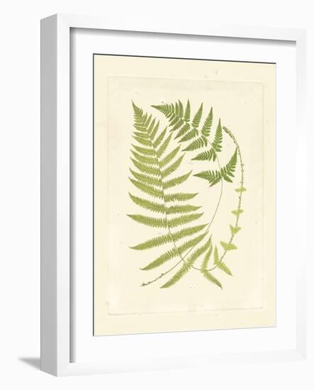 Ferns with Platemark V-null-Framed Art Print