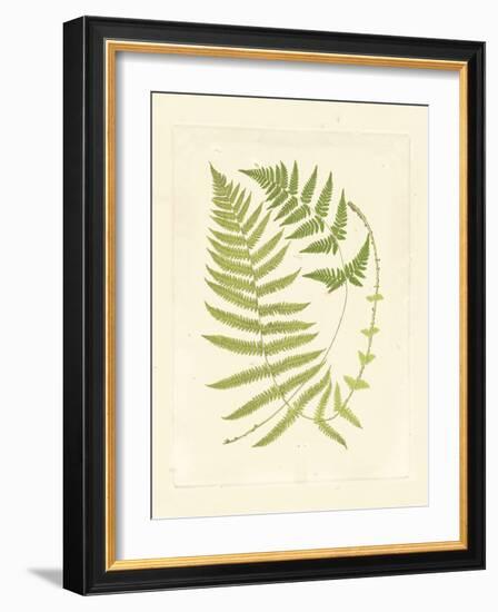 Ferns with Platemark V-null-Framed Art Print