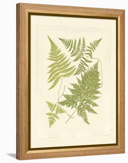 Ferns with Platemark VI-null-Framed Stretched Canvas