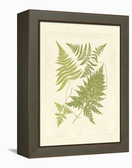 Ferns with Platemark VI-null-Framed Stretched Canvas