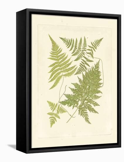 Ferns with Platemark VI-null-Framed Stretched Canvas