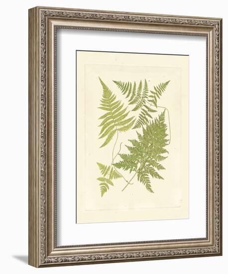 Ferns with Platemark VI-null-Framed Art Print