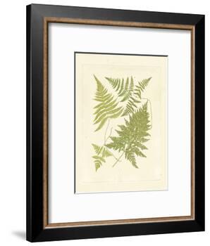 Ferns with Platemark VI-null-Framed Art Print