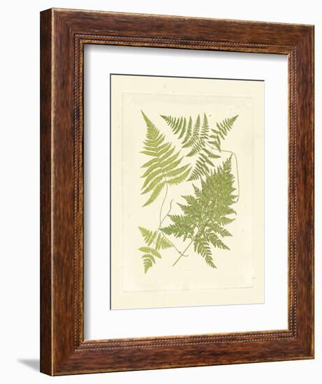 Ferns with Platemark VI-null-Framed Art Print