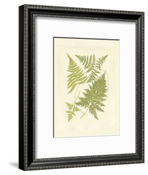 Ferns with Platemark VI-null-Framed Art Print