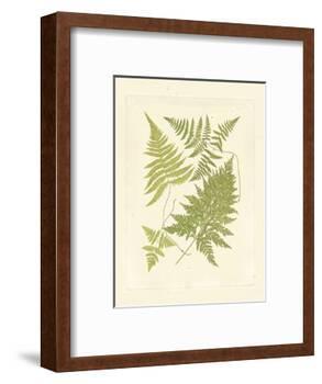 Ferns with Platemark VI-null-Framed Art Print