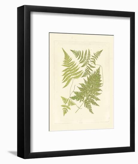 Ferns with Platemark VI-null-Framed Art Print