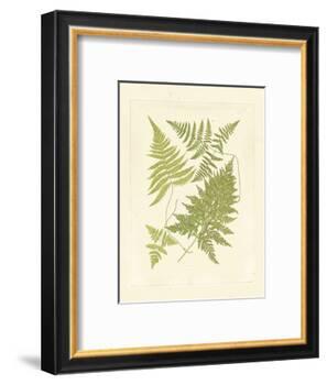 Ferns with Platemark VI-null-Framed Art Print