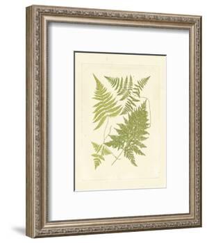 Ferns with Platemark VI-null-Framed Art Print