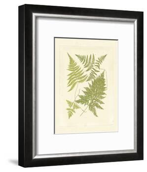 Ferns with Platemark VI-null-Framed Art Print