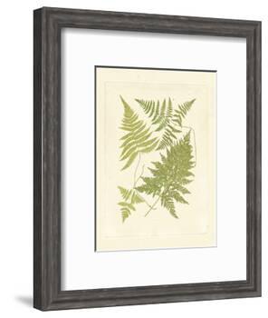 Ferns with Platemark VI-null-Framed Art Print