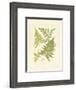 Ferns with Platemark VI-null-Framed Art Print