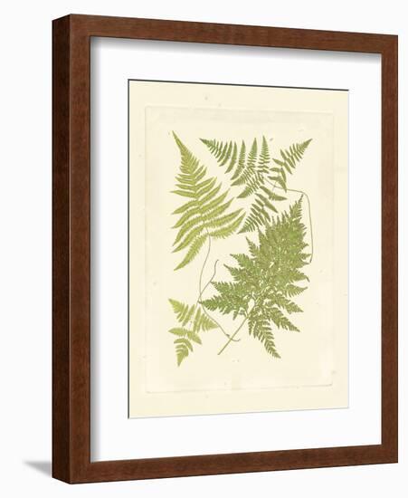 Ferns with Platemark VI-null-Framed Art Print