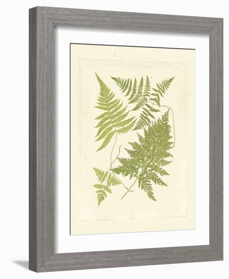 Ferns with Platemark VI-null-Framed Art Print