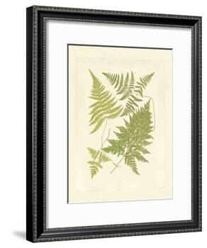 Ferns with Platemark VI-null-Framed Art Print