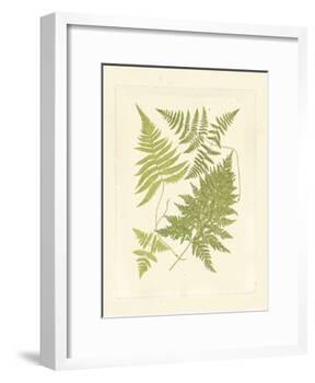Ferns with Platemark VI-null-Framed Art Print