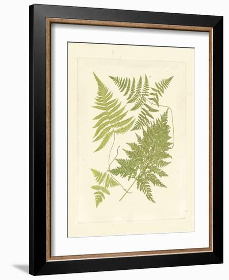 Ferns with Platemark VI-null-Framed Art Print