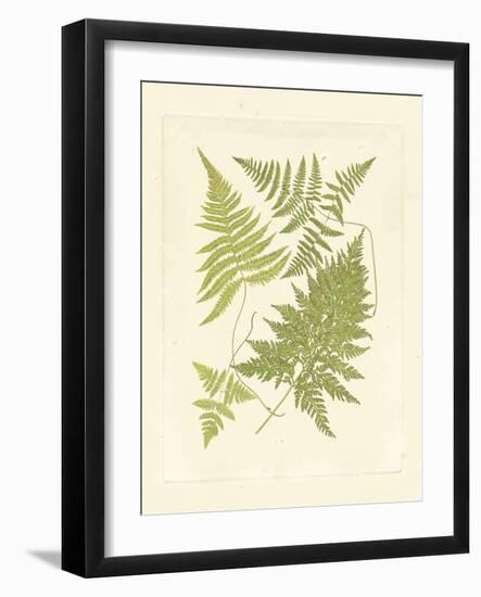 Ferns with Platemark VI-null-Framed Art Print