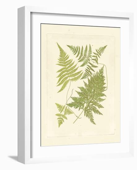 Ferns with Platemark VI-null-Framed Art Print