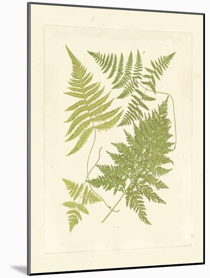 Ferns with Platemark VI-null-Mounted Art Print