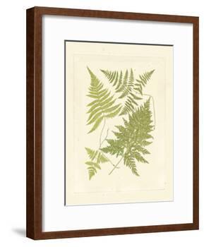 Ferns with Platemark VI-null-Framed Art Print