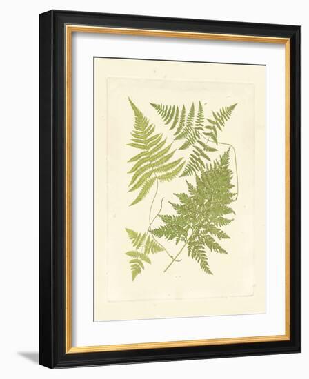 Ferns with Platemark VI-null-Framed Art Print