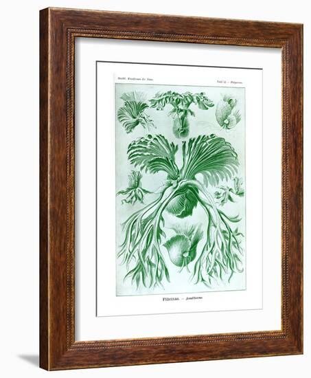 Ferns-Ernst Haeckel-Framed Art Print