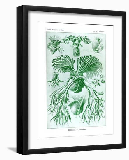 Ferns-Ernst Haeckel-Framed Art Print