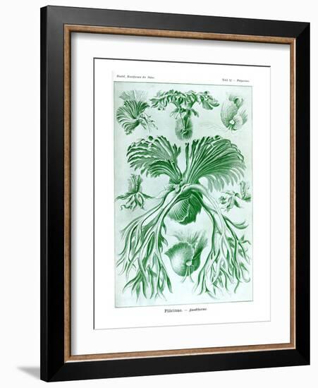 Ferns-Ernst Haeckel-Framed Art Print