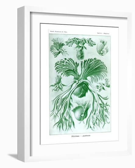 Ferns-Ernst Haeckel-Framed Art Print