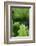 Ferns-Art Wolfe-Framed Photographic Print