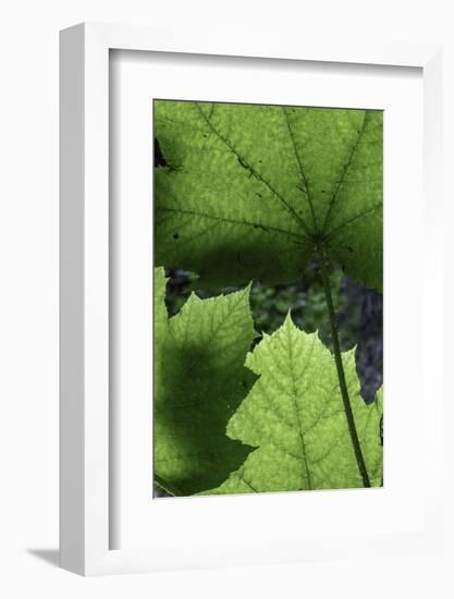 Ferns-Art Wolfe-Framed Photographic Print