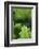 Ferns-Art Wolfe-Framed Photographic Print