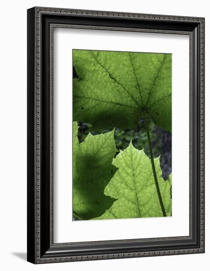 Ferns-Art Wolfe-Framed Photographic Print