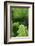 Ferns-Art Wolfe-Framed Photographic Print