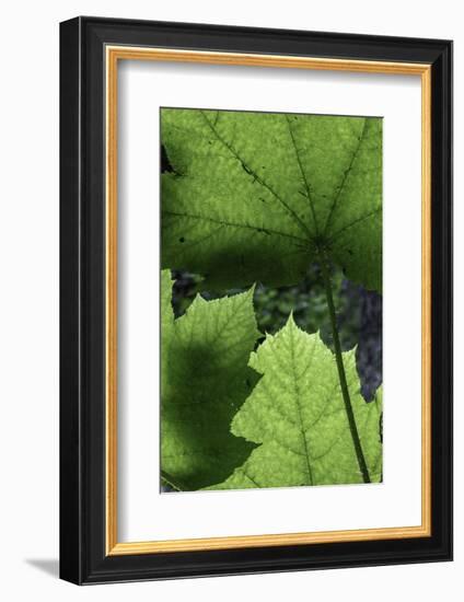 Ferns-Art Wolfe-Framed Photographic Print