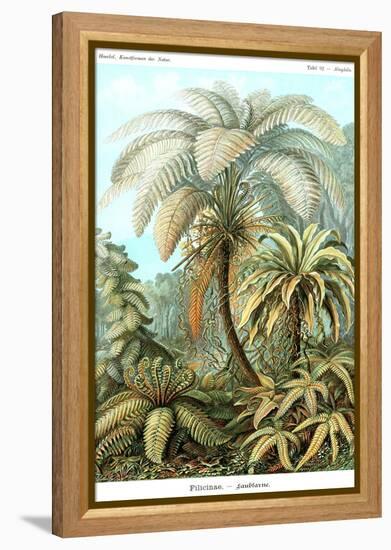 Ferns-Ernst Haeckel-Framed Stretched Canvas