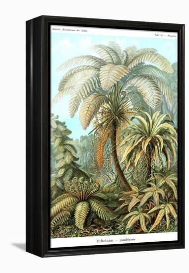 Ferns-Ernst Haeckel-Framed Stretched Canvas