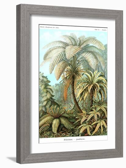 Ferns-Ernst Haeckel-Framed Art Print