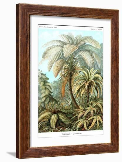 Ferns-Ernst Haeckel-Framed Art Print