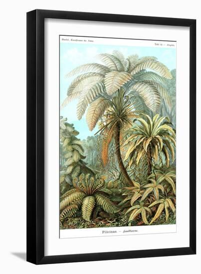 Ferns-Ernst Haeckel-Framed Art Print